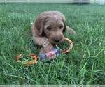 Small Photo #8 Goldendoodle Puppy For Sale in FROSTPROOF, FL, USA