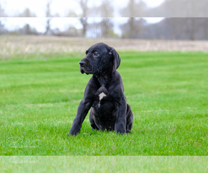 Great Dane Puppy for sale in WOLCOTTVILLE, IN, USA