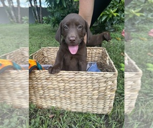 Labrador Retriever Puppy for Sale in TAMPA, Florida USA