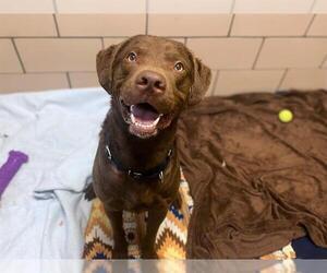 Chesapeake Bay Retriever Dogs for adoption in Fort Wayne, IN, USA