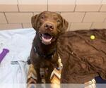 Small Chesapeake Bay Retriever