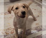 Small Labrador Retriever Mix