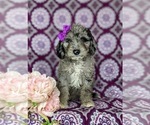 Small Photo #3 Aussiedoodle Miniature  Puppy For Sale in OXFORD, PA, USA