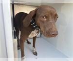 Small Labrador Retriever Mix