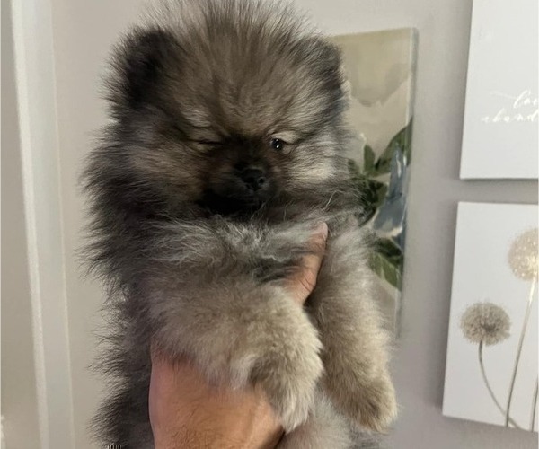 Medium Photo #4 Pomeranian Puppy For Sale in MENIFEE, CA, USA