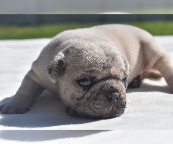 Medium Photo #2 Pug Puppy For Sale in PALM COAST, FL, USA