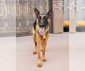 Xander - Adopt Me! - Male German Shepherd Dog-Unknown Mix Dog for Adoption - Photo #7