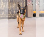 Small #6 German Shepherd Dog Mix