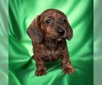 Puppy Data Dachshund