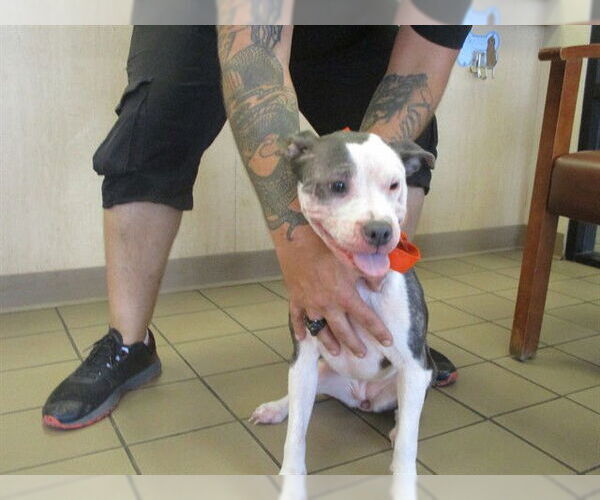 Medium Photo #1 American Pit Bull Terrier Puppy For Sale in Ocala, FL, USA