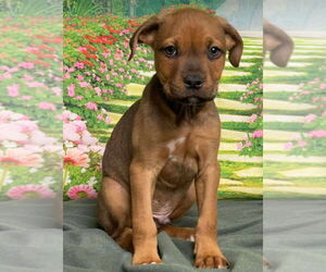 American Staffordshire Terrier-Unknown Mix Dogs for adoption in Lakewood, CO, USA