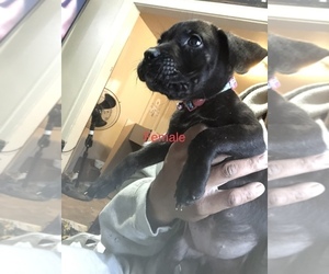 Cane Corso Puppy for sale in ELKHART, IN, USA
