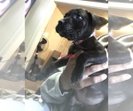 Small Photo #1 Cane Corso Puppy For Sale in ELKHART, IN, USA