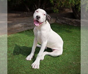 American Staffordshire Terrier Dogs for adoption in Albuquerque, NM, USA