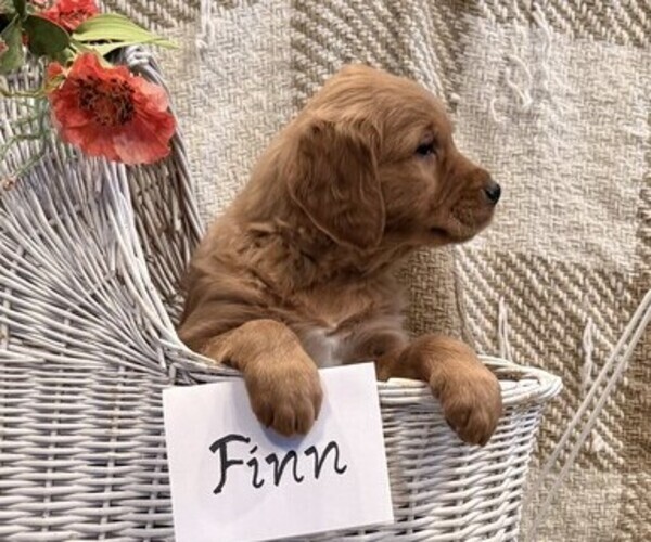 Medium Photo #4 Golden Retriever Puppy For Sale in OWEN, WI, USA