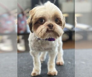 Medium Shih Tzu