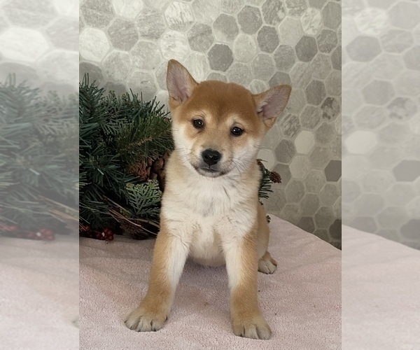Medium Photo #4 Shiba Inu Puppy For Sale in CANOGA, NY, USA