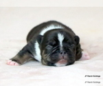 Small #5 French Bulldog