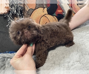 Shih Tzu Puppy for sale in MASTIC, NY, USA