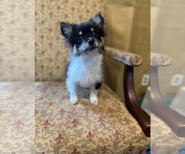 Medium Photo #2 Pomeranian-Unknown Mix Puppy For Sale in Pacolet, SC, USA