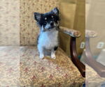 Small #1 Pomeranian Mix