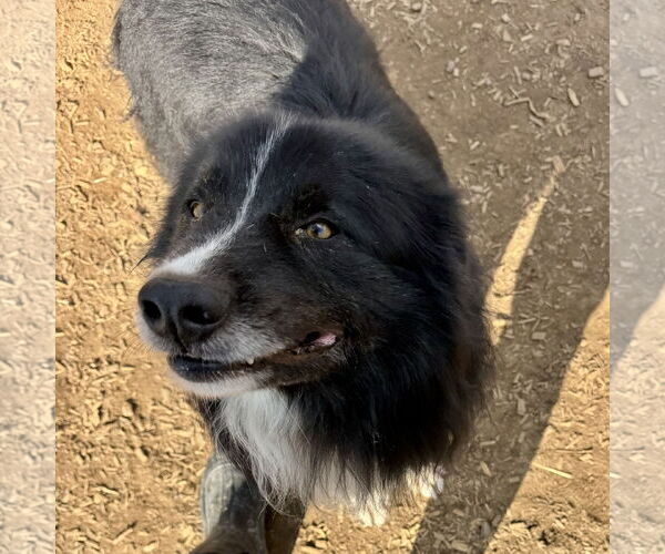 Medium Photo #2 Australian Shepherd Puppy For Sale in Sparta, TN, USA
