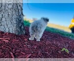 Small Photo #18 Miniature Australian Shepherd Puppy For Sale in BLACK FOREST, CO, USA