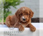 Small #2 Goldendoodle (Miniature)