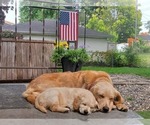Small Photo #7 Golden Retriever Puppy For Sale in MINNEAPOLIS, MN, USA
