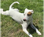 Small #1 Chihuahua Mix