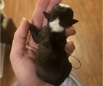 Puppy Puppy 6 Boston Terrier