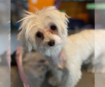 Small #3 Maltese
