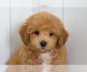 Poochon Puppy for sale in BEL AIR, MD, USA