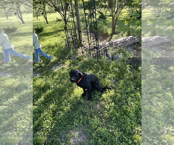 Medium Photo #1 Labrador Retriever Puppy For Sale in GOODSON, MO, USA