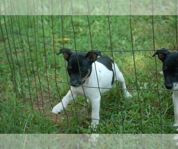 Medium Photo #1 Rat Terrier Puppy For Sale in ARARAT, NC, USA