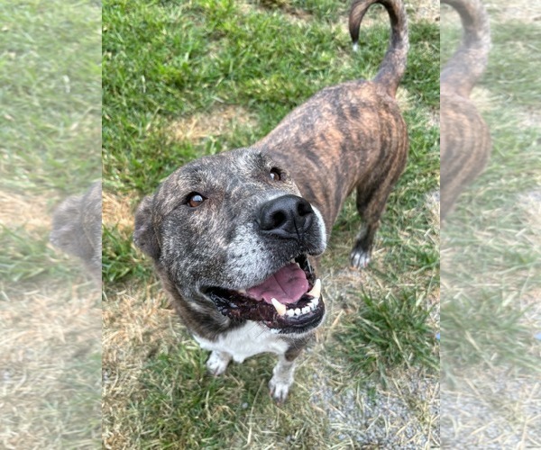 Medium Photo #1 Mutt Puppy For Sale in Low Moor, VA, USA