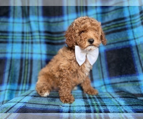 Medium Photo #3 Cockapoo (Miniature) Puppy For Sale in LAKELAND, FL, USA