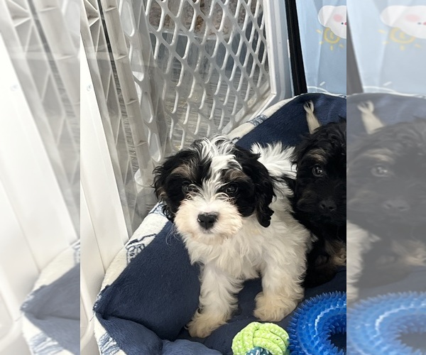 Medium Photo #7 Cavapoo Puppy For Sale in BELDING, MI, USA