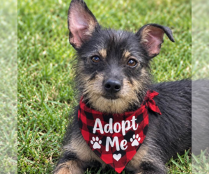 Mutt Dogs for adoption in Yardley, PA, USA