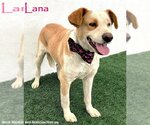 Small Labrador Retriever Mix