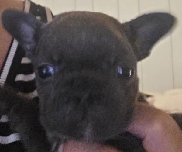 Medium Photo #4 French Bulldog Puppy For Sale in DUNNVILLE, KY, USA