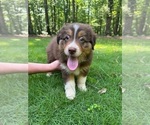 Puppy Topper Australian Shepherd