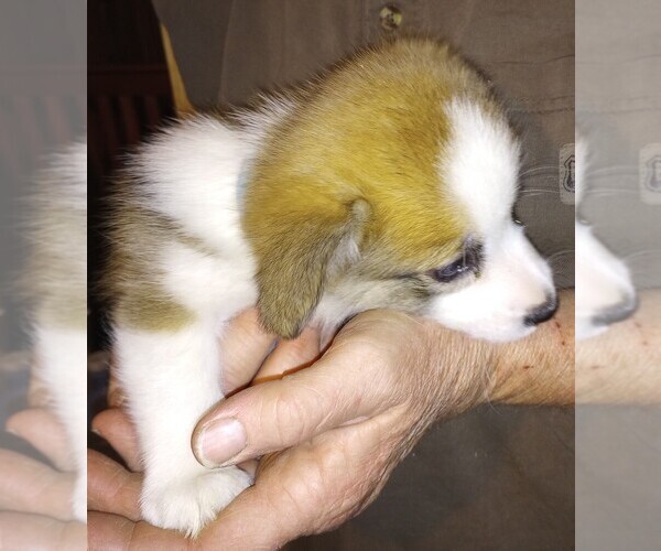 Medium Photo #6 Pembroke Welsh Corgi Puppy For Sale in ELLENSBURG, WA, USA