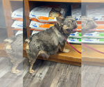 Small Photo #1 French Bulldog Puppy For Sale in SAN ANTONIO, TX, USA
