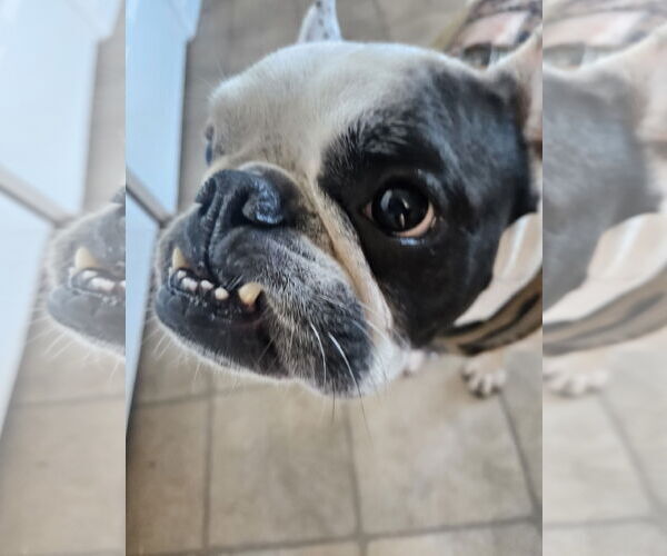 Medium Photo #3 Boston Terrier Puppy For Sale in Woodland , CA, USA