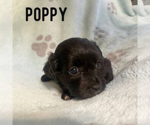 Medium Photo #1 Shih Tzu-Unknown Mix Puppy For Sale in Newfield, NJ, USA