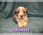 Small Photo #2 Cardigan Welsh Corgi Puppy For Sale in GREENSBORO, NC, USA