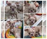 Small Photo #87 French Bulldog Puppy For Sale in MCKINLEYVILLE, CA, USA