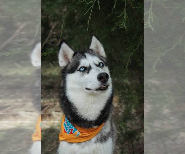 Medium Photo #3 Siberian Husky Puppy For Sale in Carrollton, TX, USA