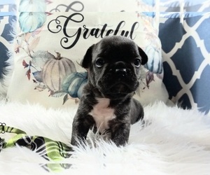 French Bulldog Puppy for sale in CARTHAGE, TX, USA